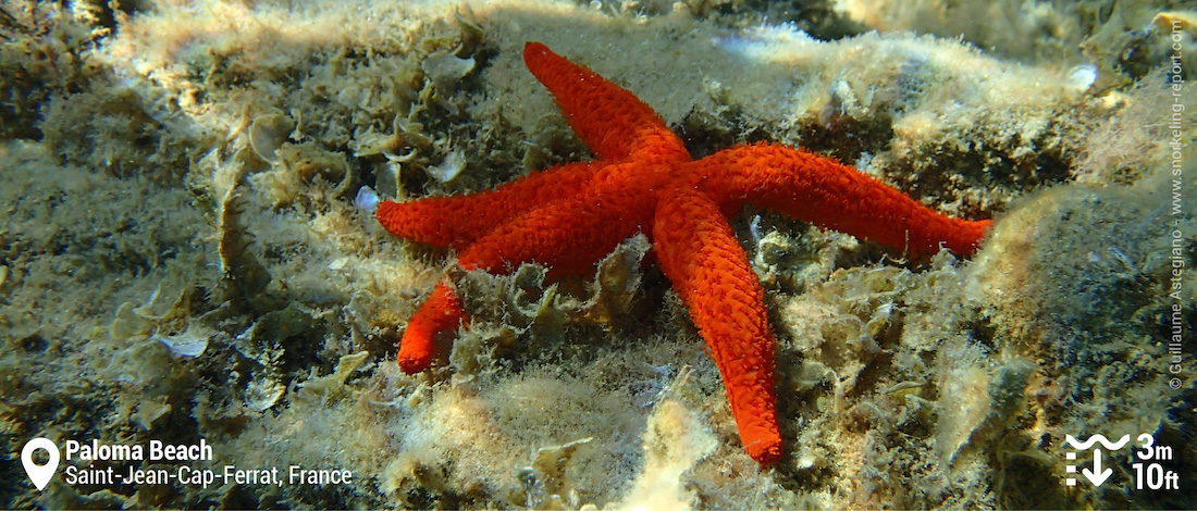 Etoile de mer rouge au Paloma Beach, Saint-Jean-Cap-Ferrat