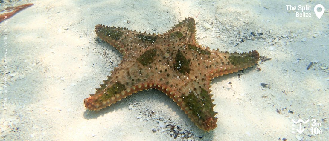 Etoile de mer au Split de Caye Caulker