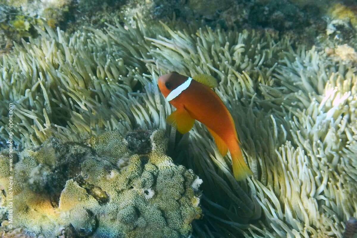 Fiji anemonefish at the Naqalia Lodge