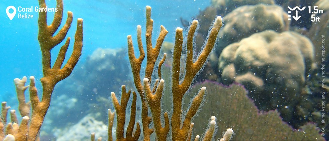 Fire coral at the Coral Garden, Belize