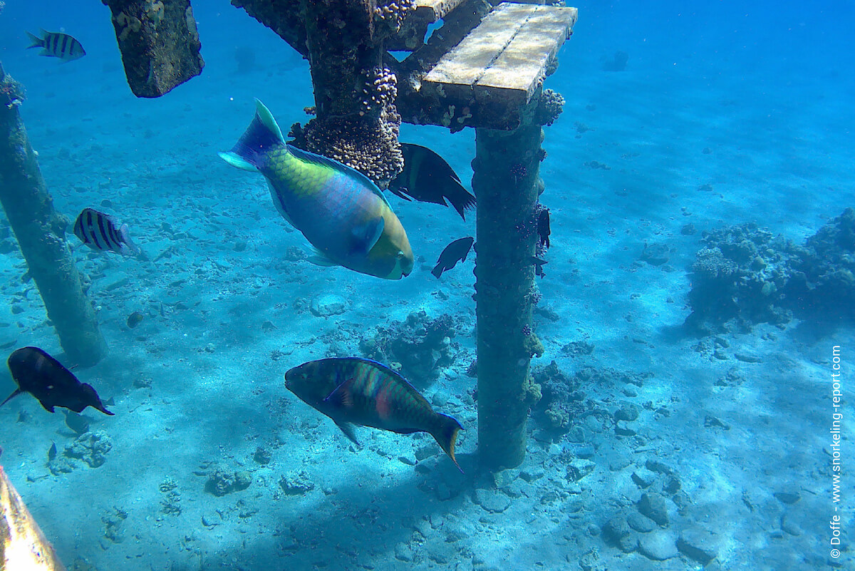 Fish near Princess Beach pontoon