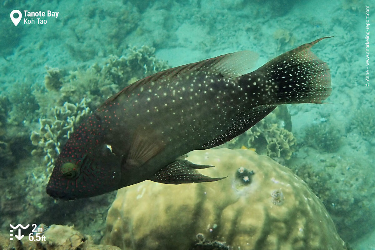 Adult specimen of floral wrasse