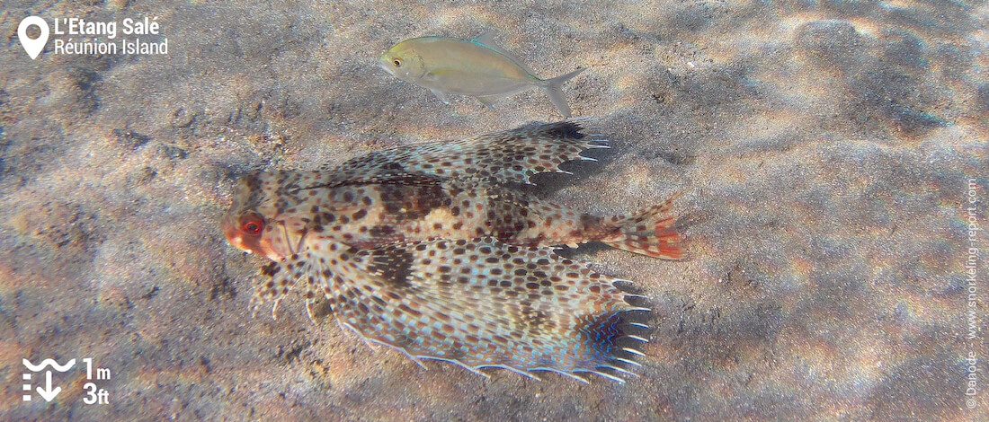 Flying gurnard at Etang Salé