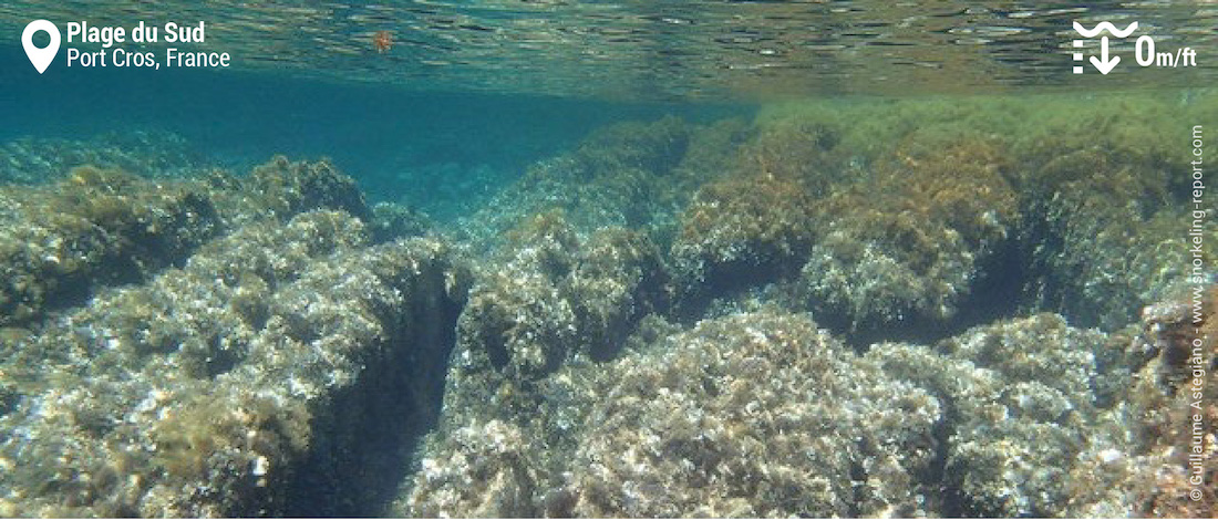 Fonds rocheux à la plage du Sud, Port Cros