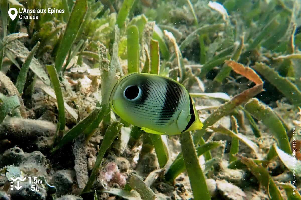 Foureye butterflyfish in seagrass