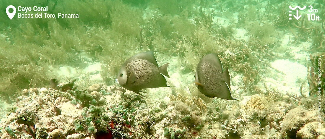 French angelfish pair in Cayo Coral