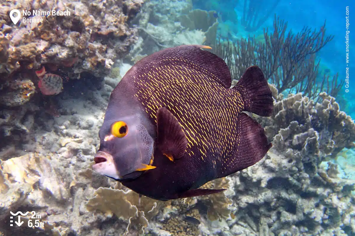 French angelfish in Klein Bonaire