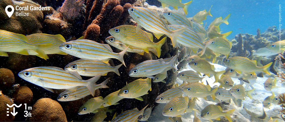 School of grunt at the Coral Garden, Belize