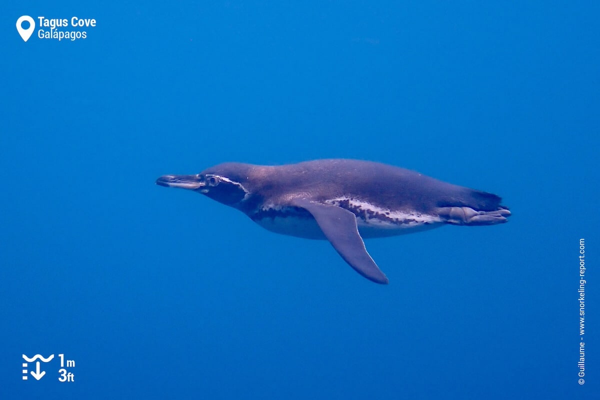 Galapagos penguin at Tagus Cove