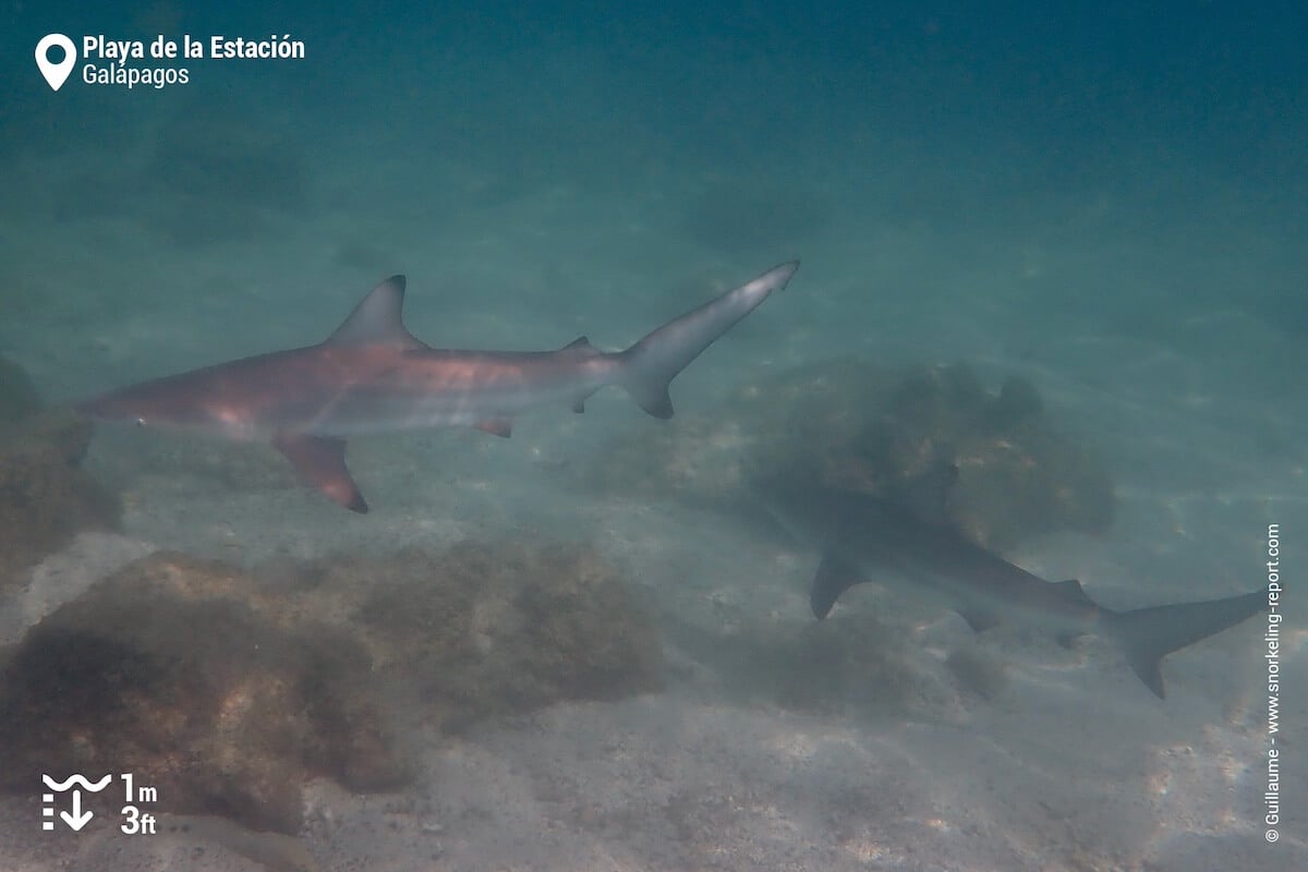 Galápagos sharks at Playa de la Estacion