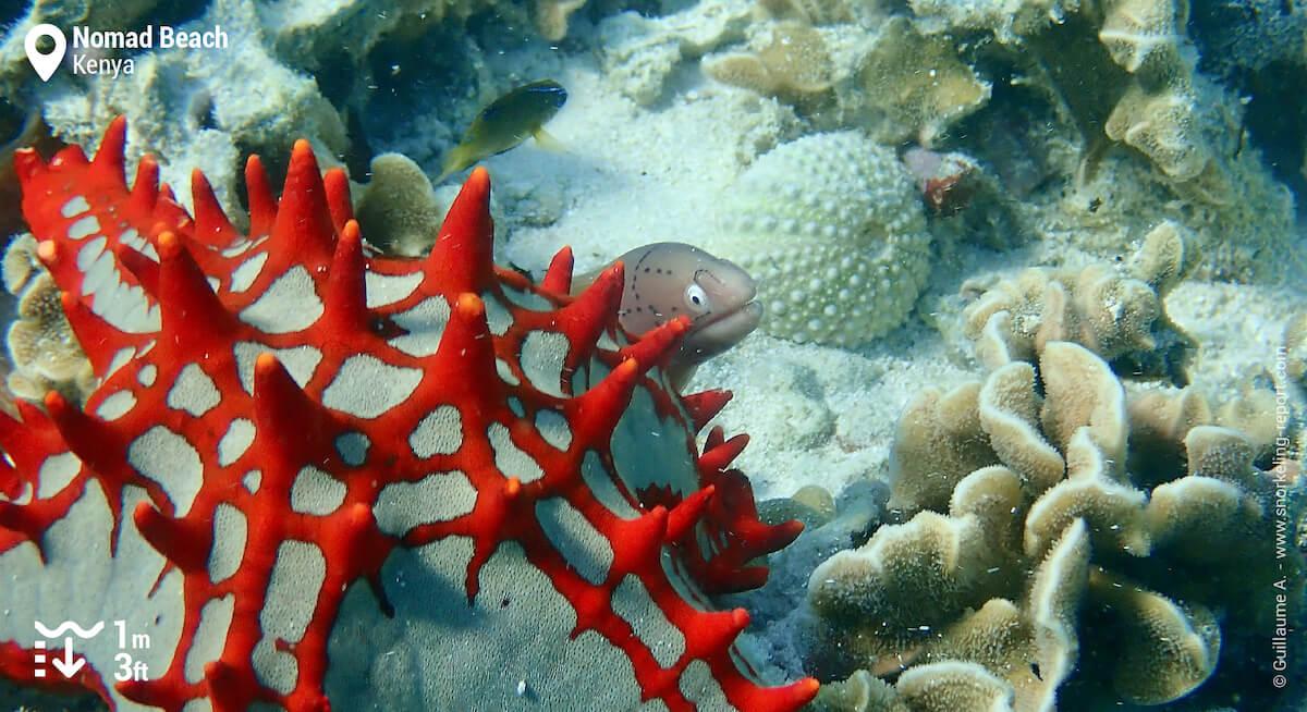 Geometric moray hiding below a red-knobbed starfish