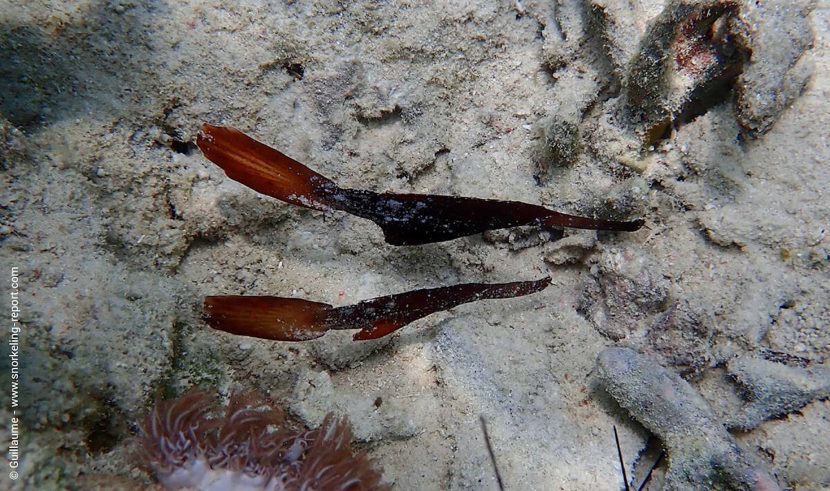 Ghost pipefish in Nungwi Beach, Zanzibar