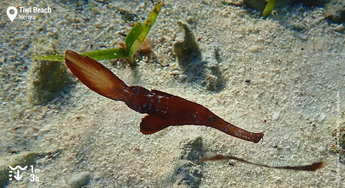 Ghost pipefish in Tiwi Beach