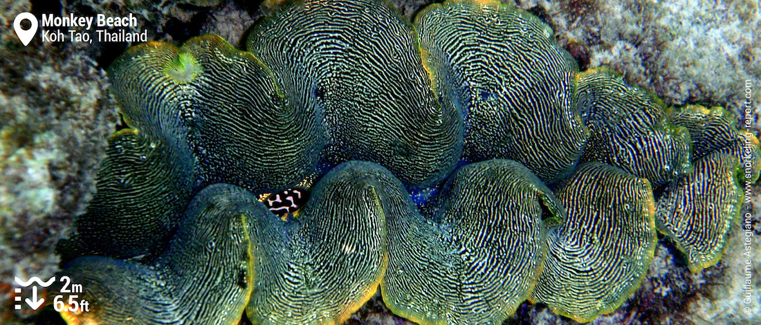 Giant clam at Monkey Beach, Koh Phi Phi