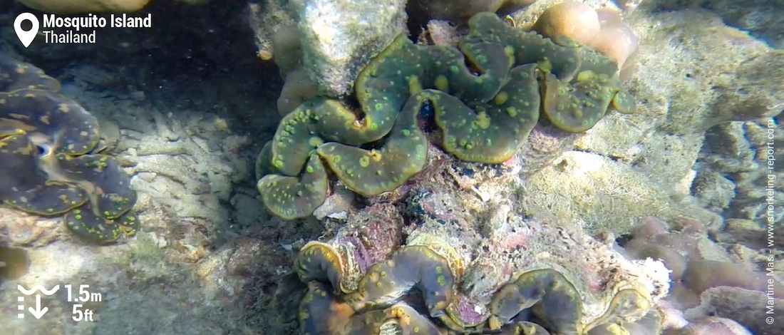 Giant clam at Mosquito Island