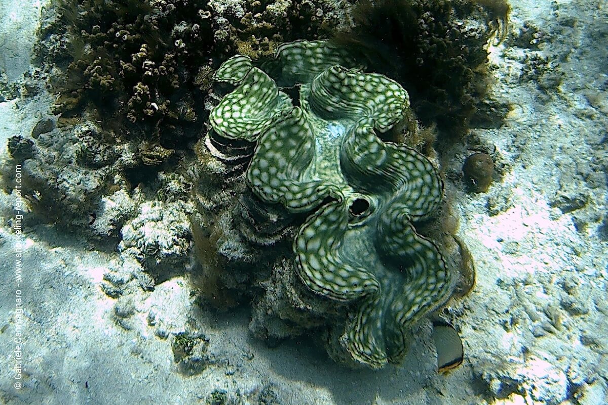 Gigas clam at the Blue Lagoon, Fiji