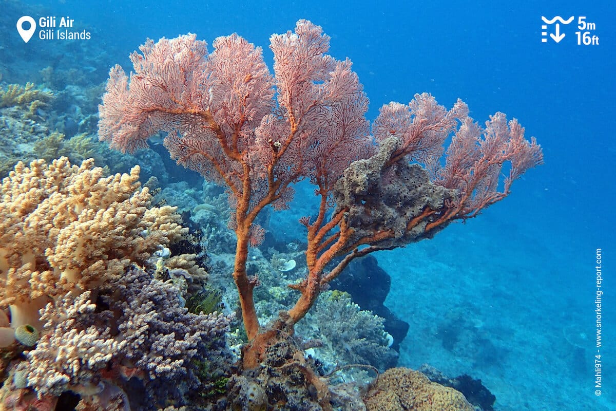 A gorgonian at Gili Air's reef