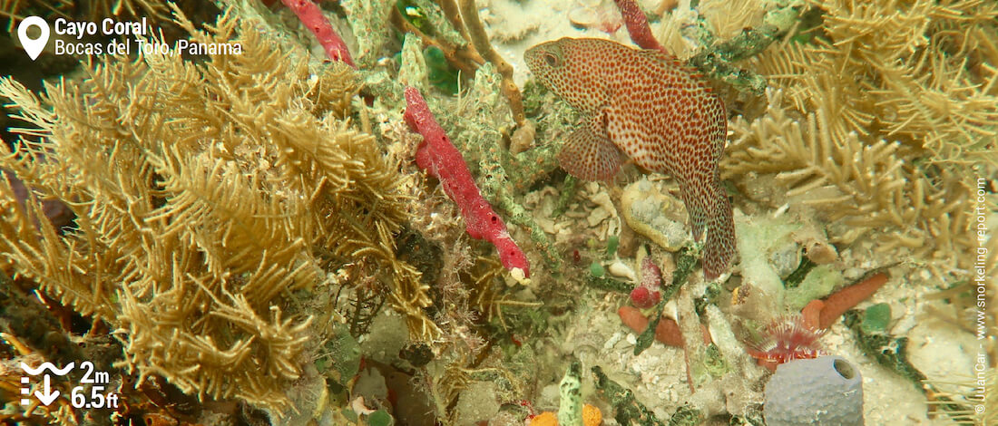 Coné essaim Cayo Coral