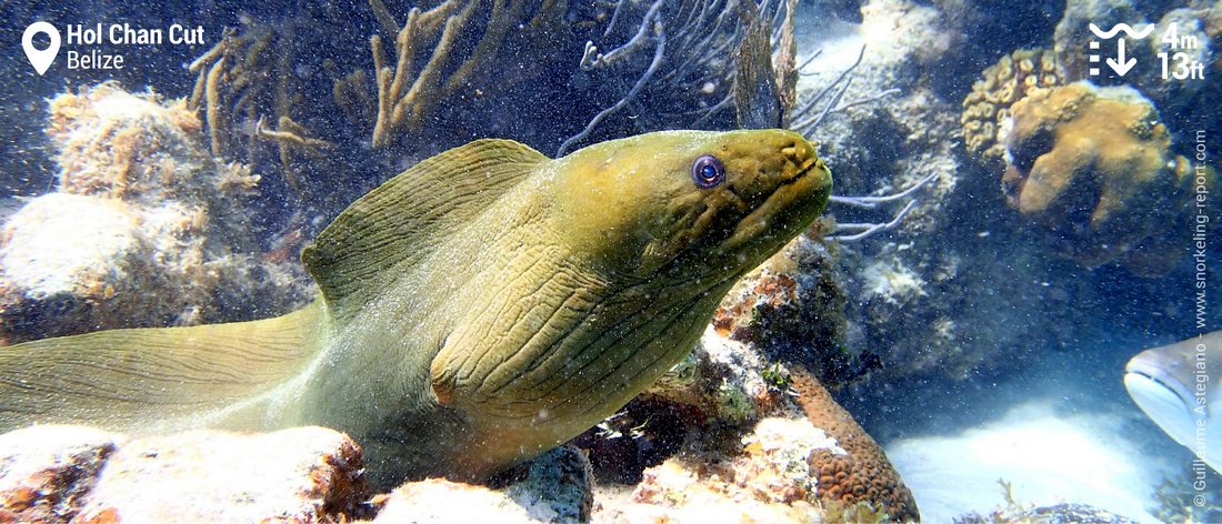 Green moray eel at Hol Chan Cut