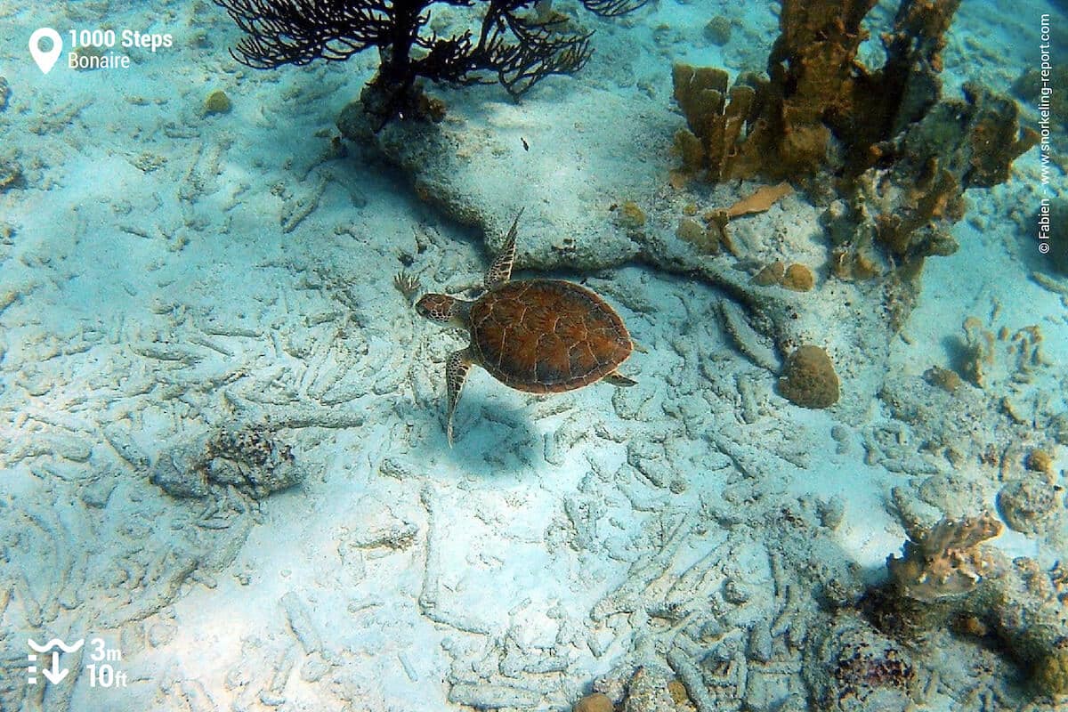 Green sea turtle in 1000 Steps