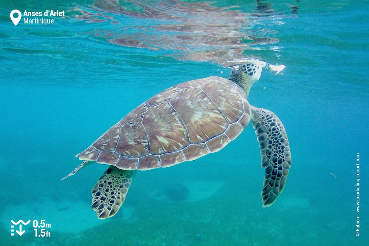 Green sea turtle at Anses d'Arlet