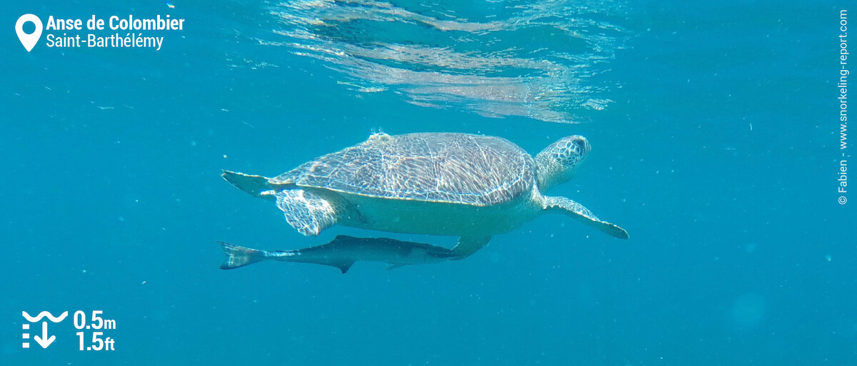 Green sea turtle and sharksucker