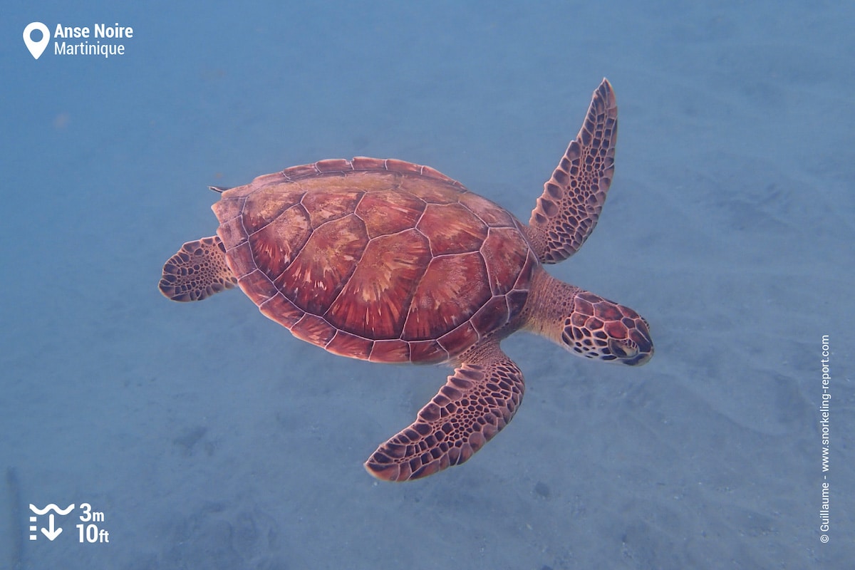 Green sea turtle at Anse Noire