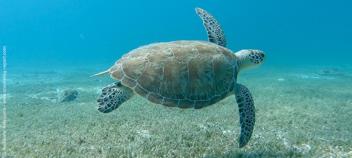 Green sea turtle in Aruba