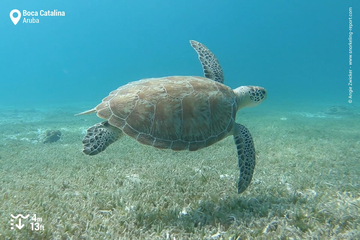 Green sea turtle in Boca Catalina