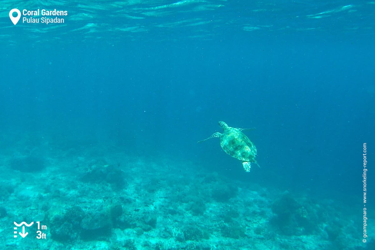 Green sea turtle at Sipadan Coral Gardens