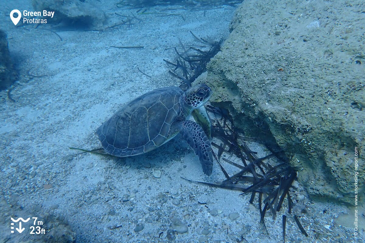 Green sea turtle in Green Bay, Cyprus