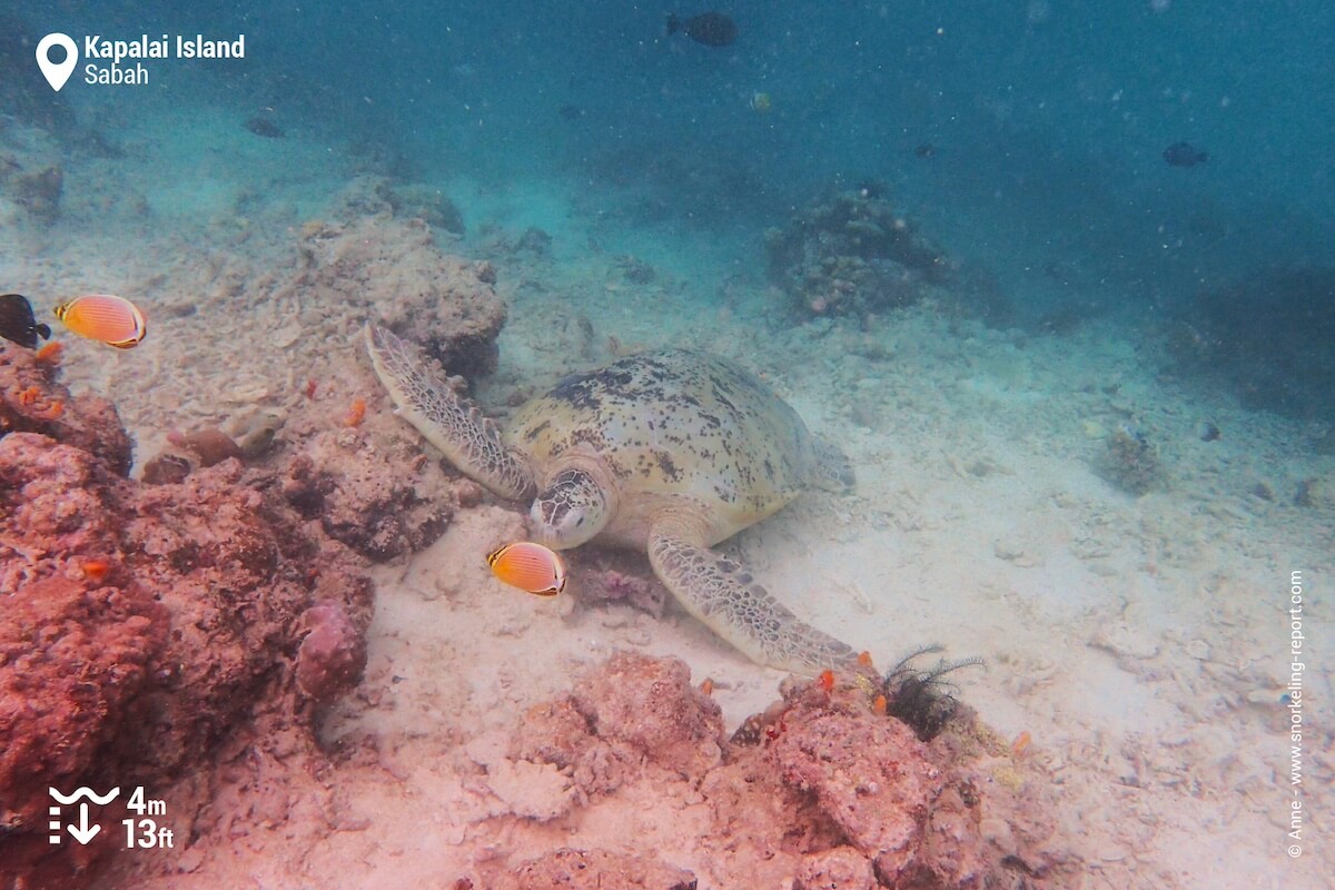 Green sea turtle at Kapalai Island