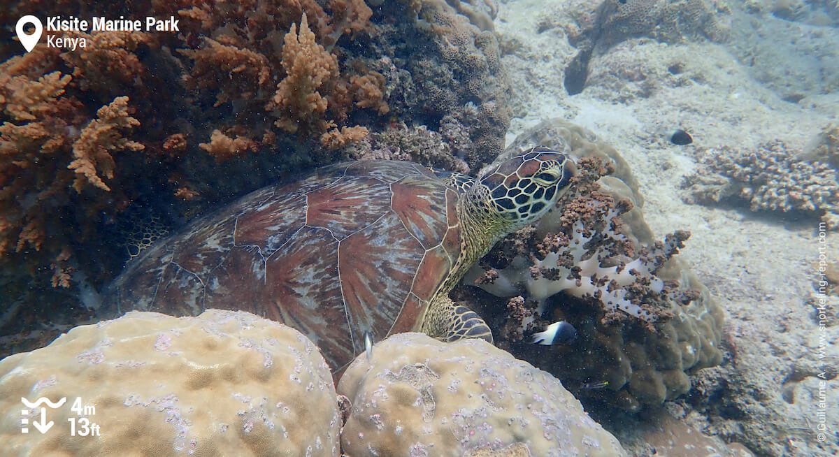 Green sea turtle at Kisite Marine Park