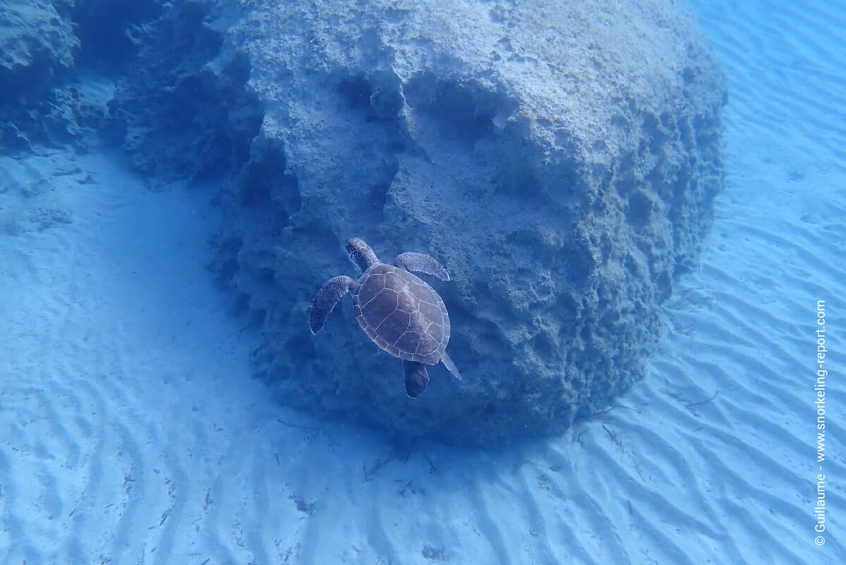 A green sea turtle in Konnos Beach, Cyprus