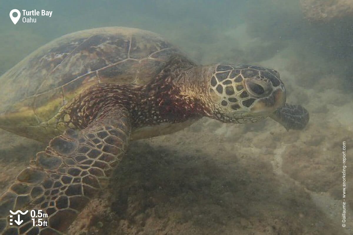 Green sea turtle in Kuilima Cove/Turtle Bay Resort