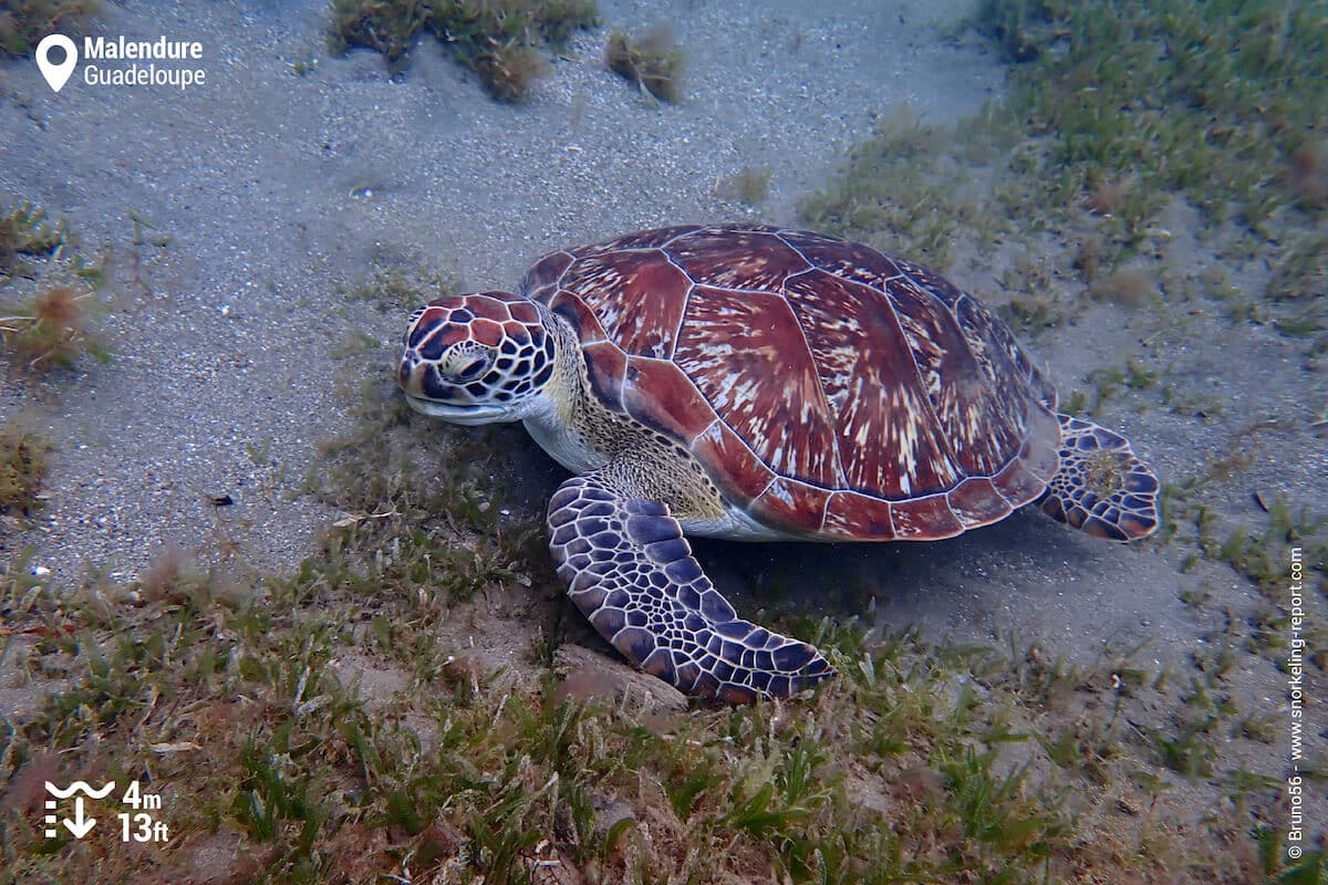 Green sea turtle in Malendure