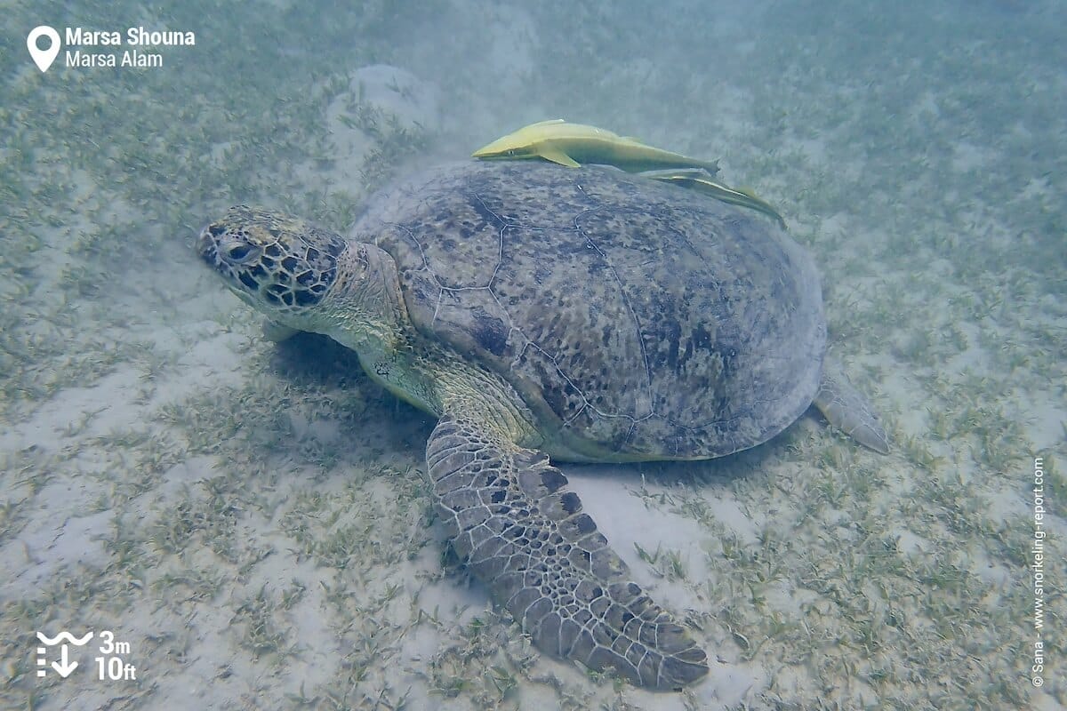 Green sea turtle in Marsa Shouna seagrass meadows