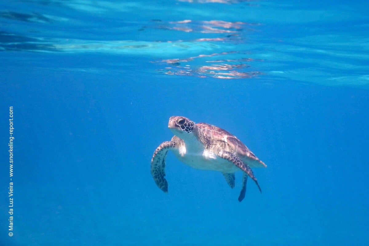 Green sea turtle at the Naqalia Lodge