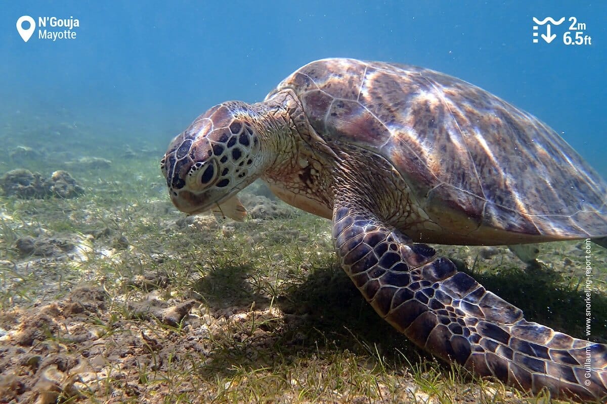 Green sea turtle in N'Gouja Bay, Mayotte