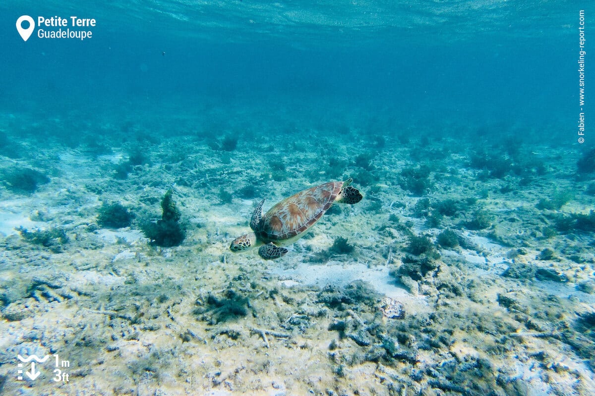 Green sea turtle in Petite Terre