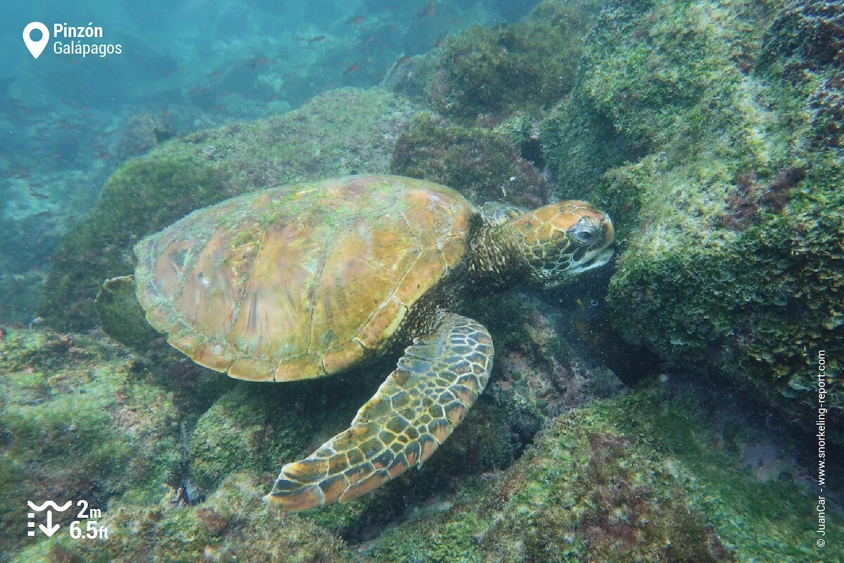 Galapagos sea turtle in Pizon Island