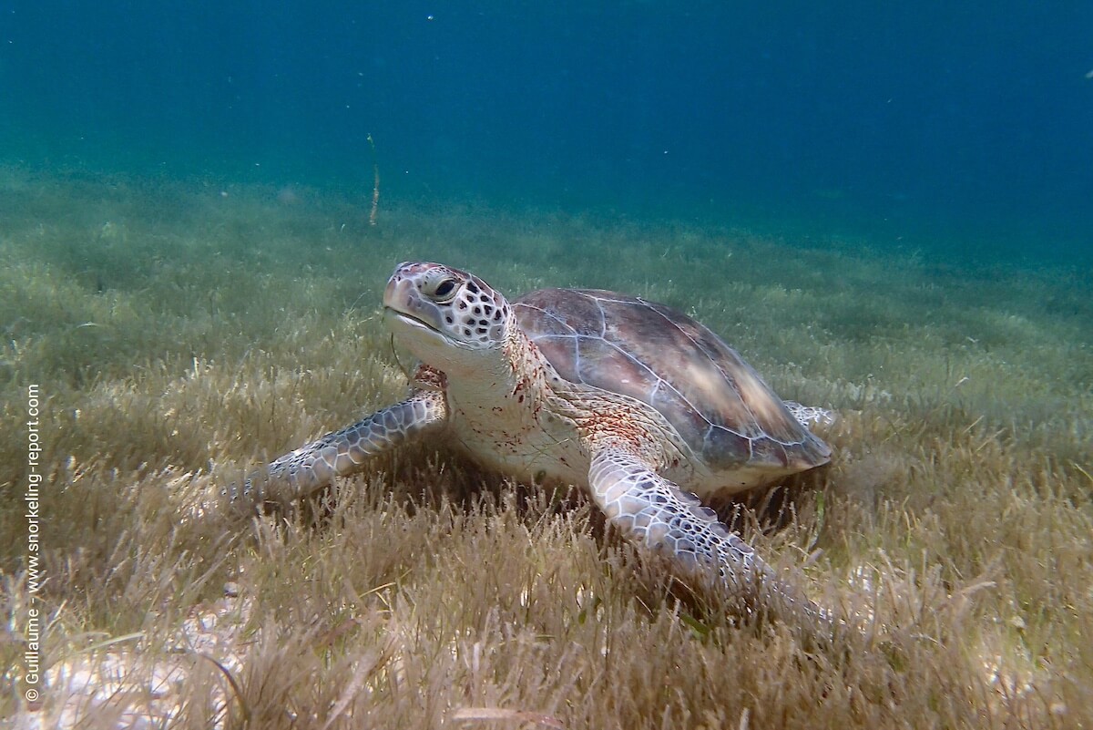 Une tortue verte à Akumal Bay.