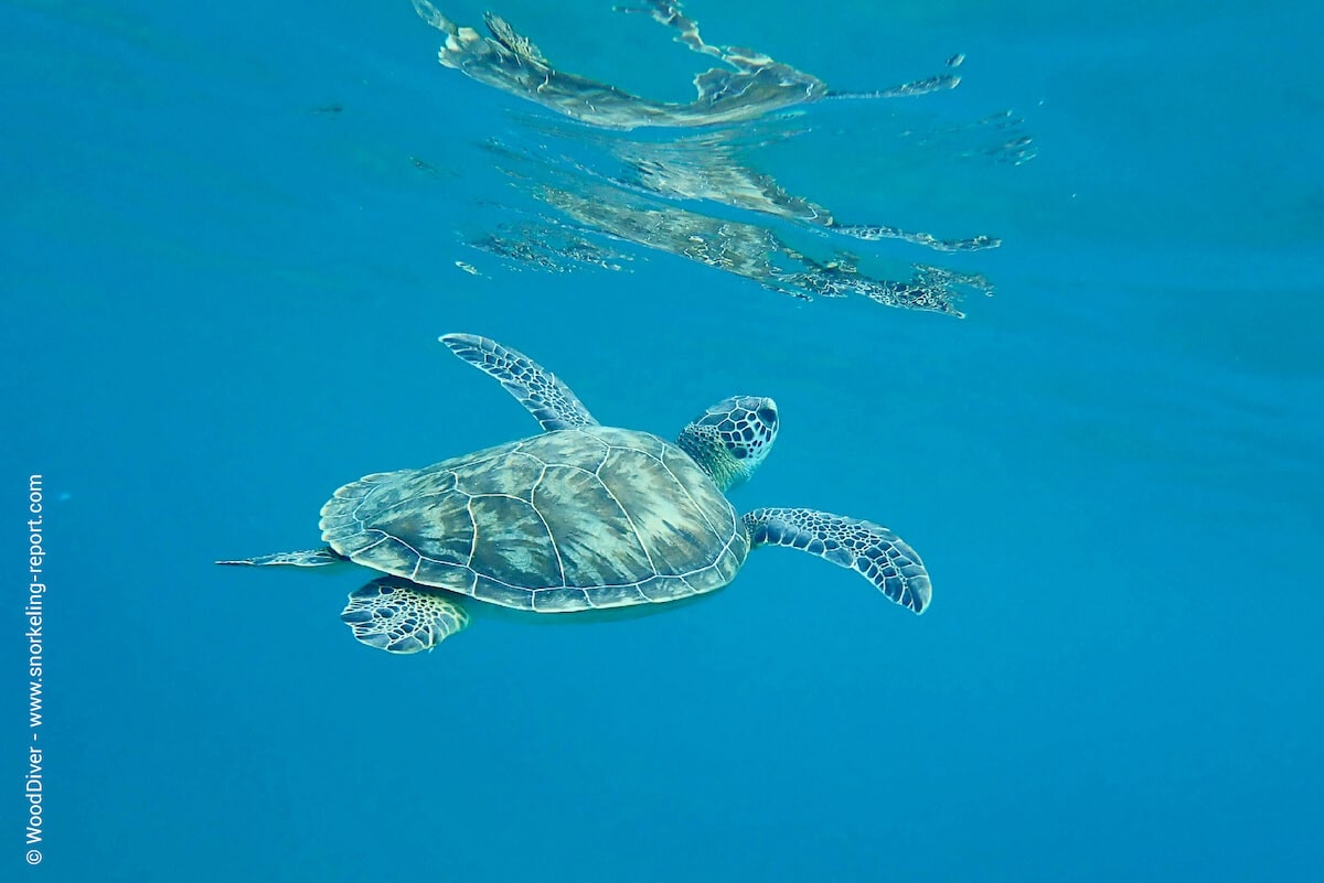Green sea turtle at Seven Miles Beach, Grand Cayman
