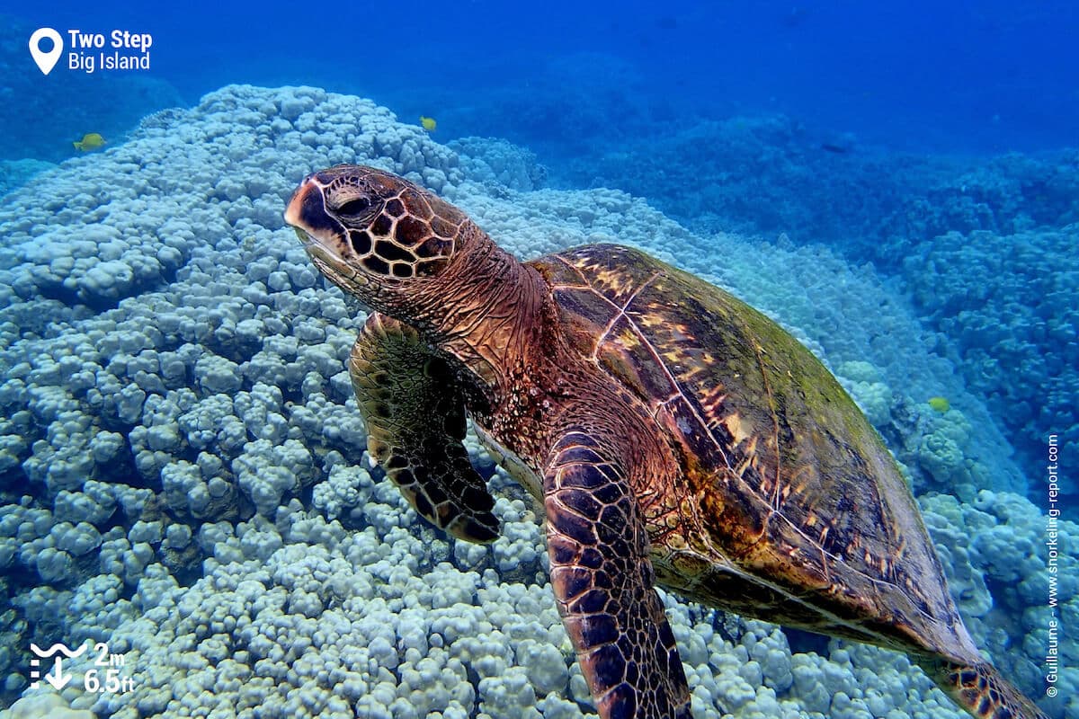 Green sea turtle in Two Step