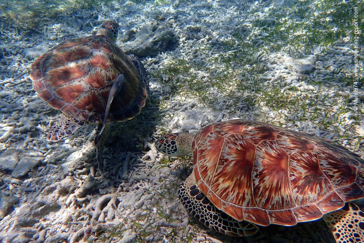 Green sea turtles in the Gili Islands