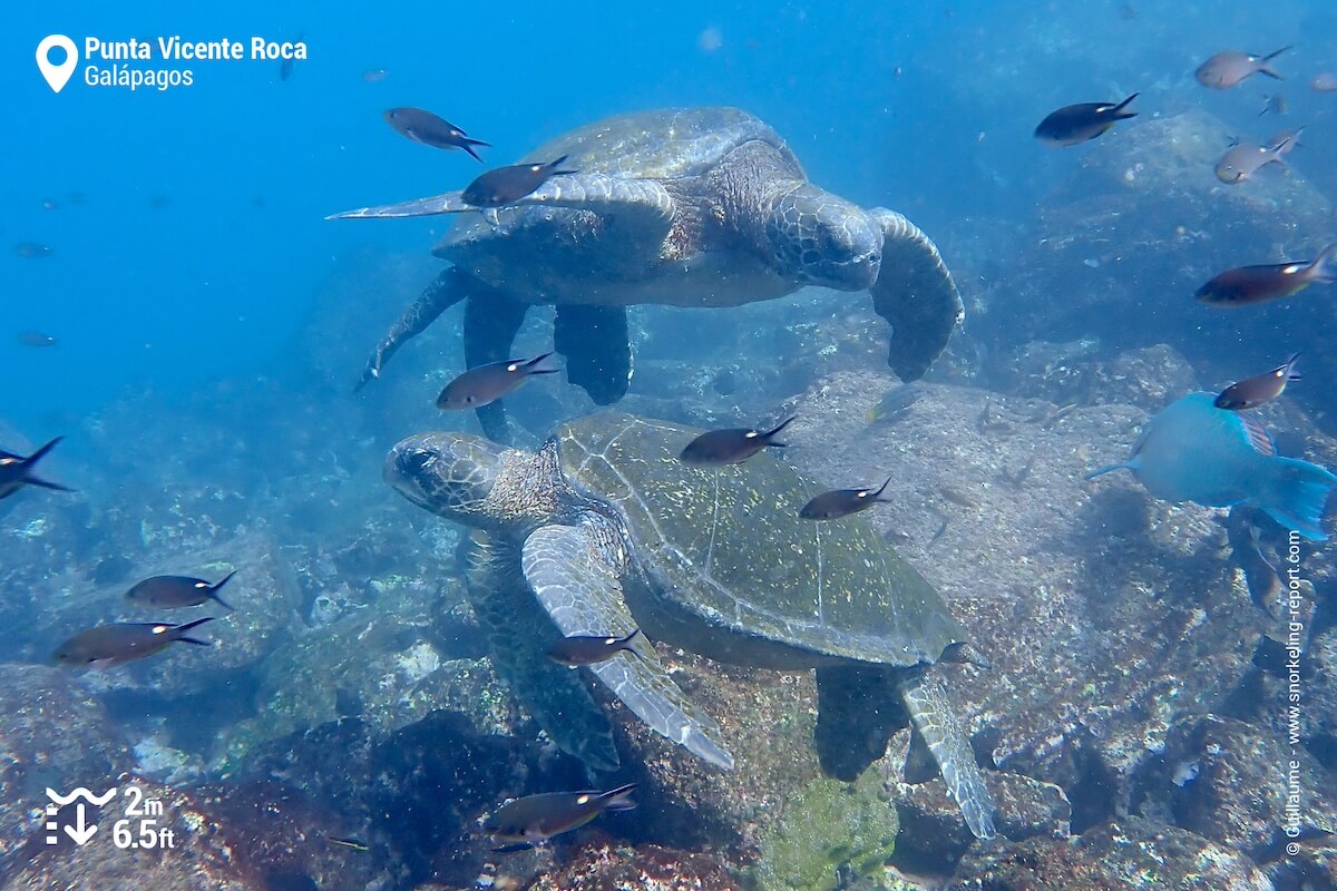 Green sea turtles at Punta Vicente Roca