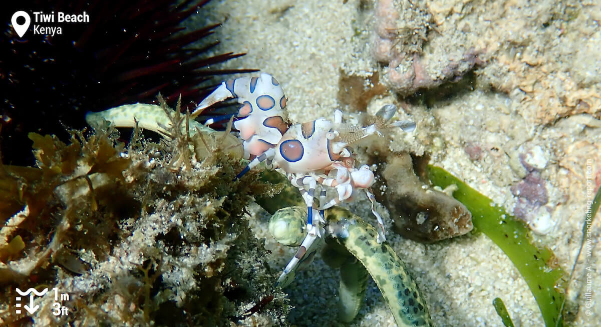 Harlequin shrimp in Tiwi Beach