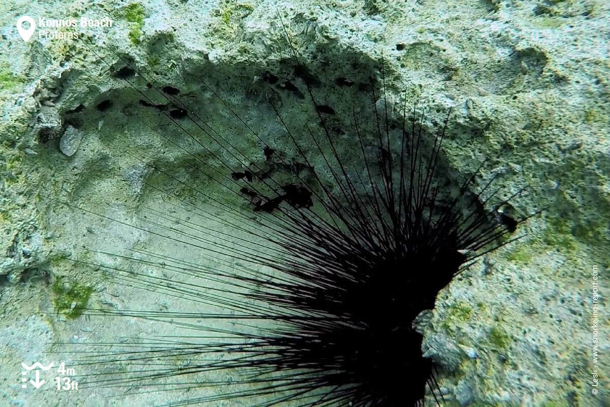 Hatpin urchin in Konnos Beach