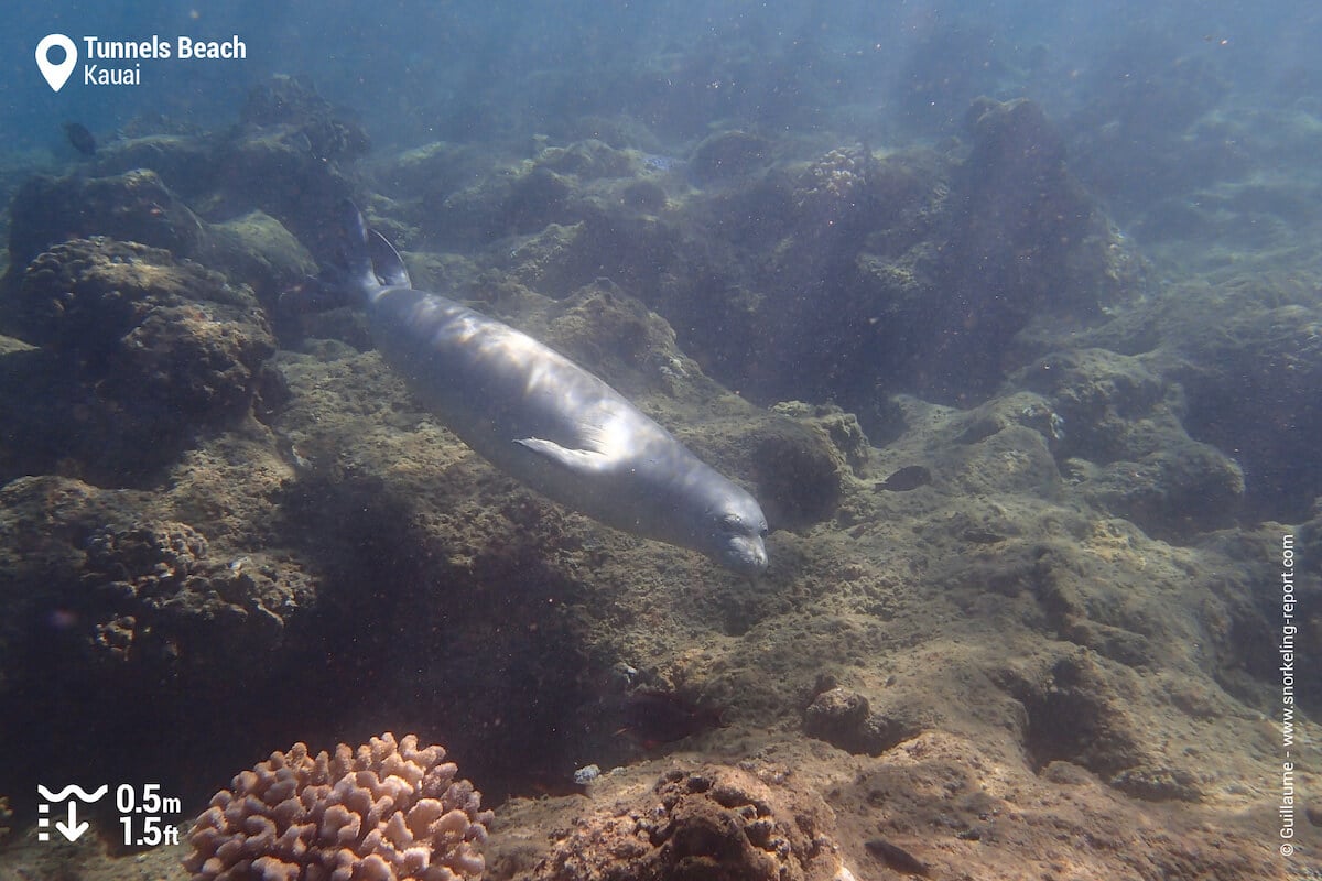 Snorkeling with Hawaiian monk seal at Ke'e Beach, Kauai