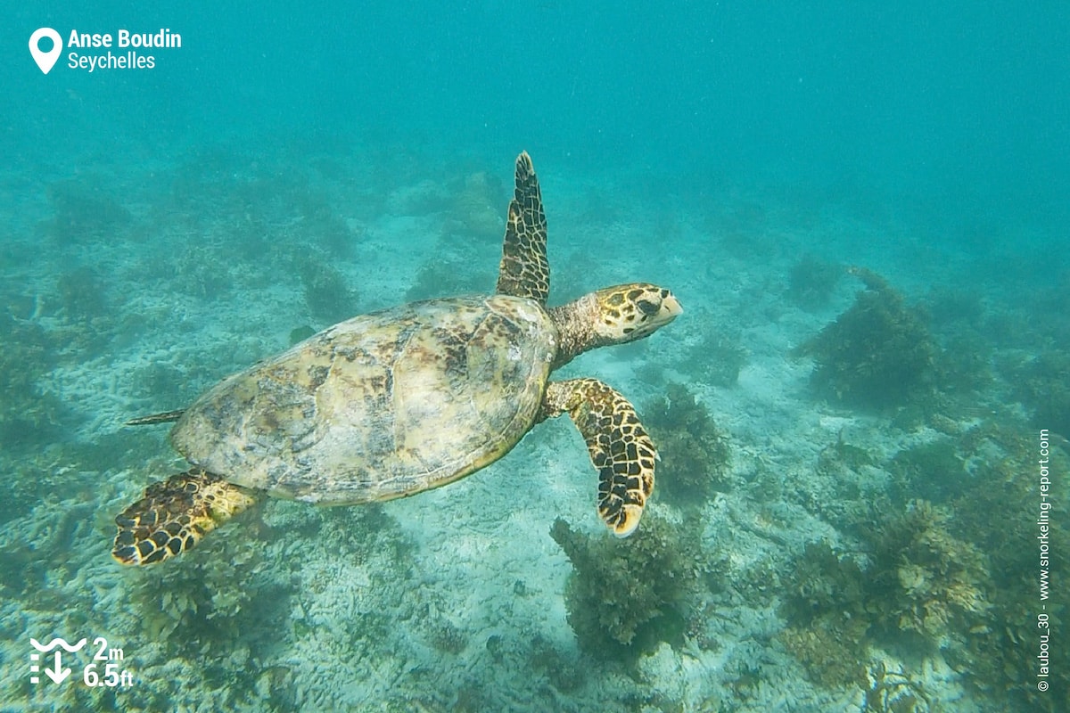 Hawksbill turtle in Anse Boudin, Praslin